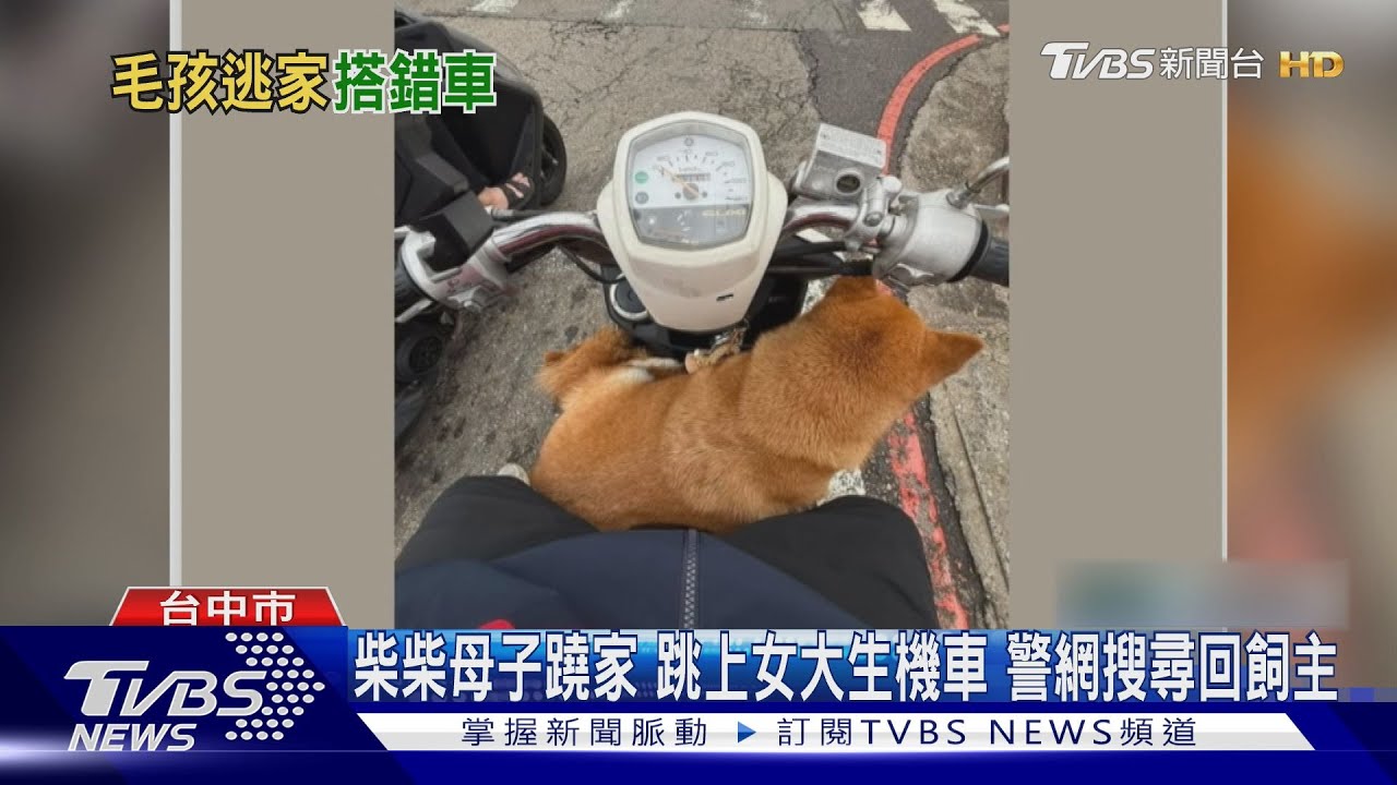 柴柴母子蹺家!跳上女大生機車 警網搜尋回飼主