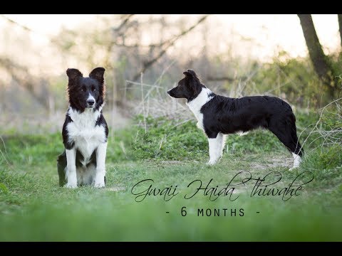 Gwaii Haida Thiwahe || 6 months