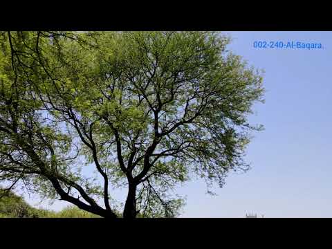 Al Baqara Verse # 240.Urdu Translation.Quran about Woman Rights. #womanrights #dailyayat #dailyquran