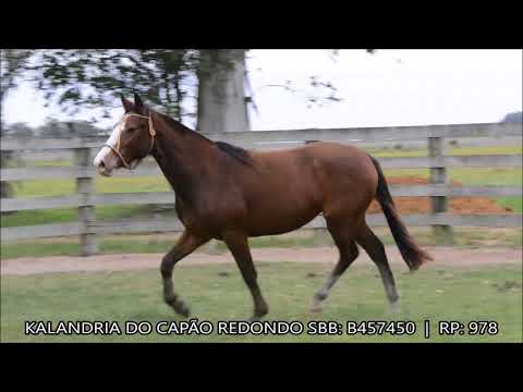 KALANDRIA DO CAPÃO REDONDO
