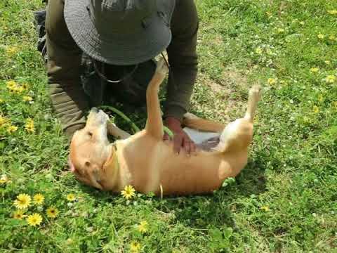 Vídeo de DARLA