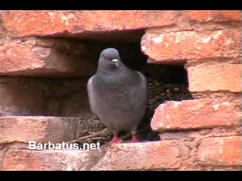 Paloma bravía ( Columba filvía )
