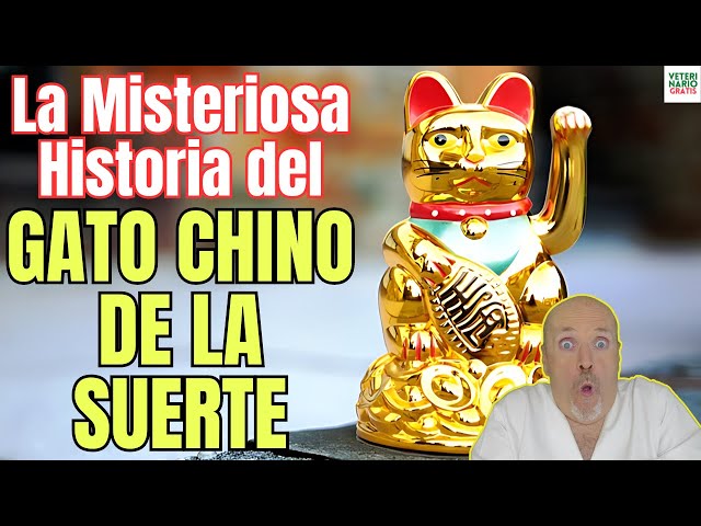 Vídeo relacionado con WEGLOK Gato de la Suerte Maneki-Neko Dorado, Objeto de decoración/Gato Chino, Maneki Neko Gato Chino de la Suerte a Pilas, Símbolo de Nobleza Y Riqueza, Decoración Y Regalo (No Incluidas)