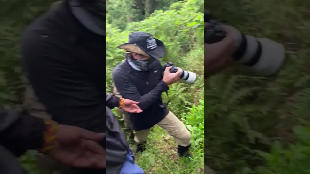 Witness These Playful Baby Gorillas in 4K