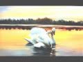 лебеди... Swans 