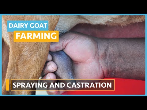Dairy Goat Farming Lesson 1 Course Outline
