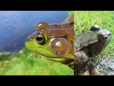 Bullfrog VS. Green Frog - Can you tell the Difference?