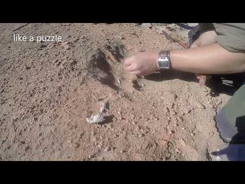 Spend a Day with a Palaeontology Team