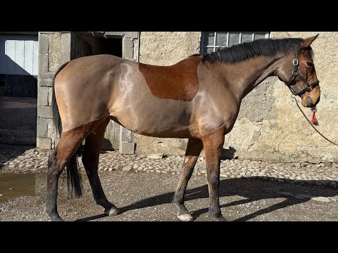 9y/o PBAR Mare - Image 2