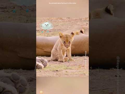 ¡Su mamá le dio un golpe a este leoncito y él se alejó con el corazón roto#shorts