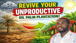 Download lagu Cara Menghidupkan Kembali Perkebunan Kelapa Sawit yang Tidak Produktif mp3