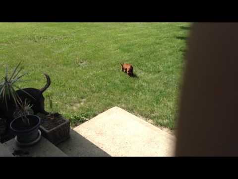 YouTube video about: Can a dog swallow a golf ball?