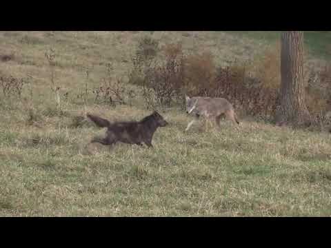 Дневная охота на койотов / day coyote hunt