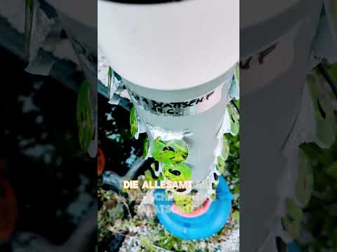 Hydroponik-Turm selber bauen - Stand nach einer Woche in Betrieb