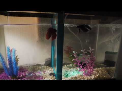 10 gallon multiple community Betta Aquarium tank with two males same tank!