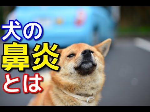犬の鼻炎 - 原因、症状、治療法