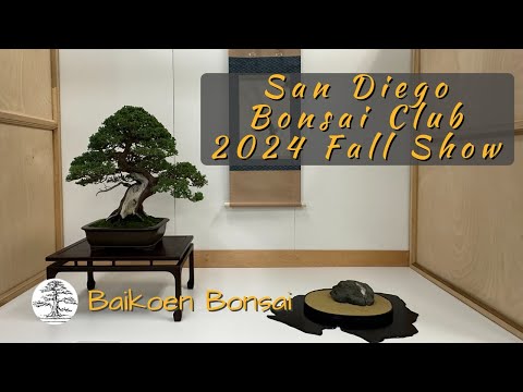San Diego Bonsai Club - 2024 Fall Show - Bonsai Exhibition - Baikoen Bonsai Club