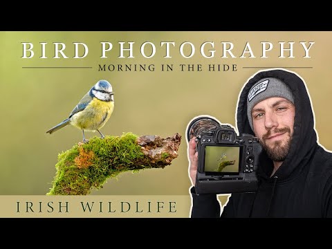 Vogelfotografie – Morgen in meinem Waldversteck (Nikon z6ii) (Sigma 150–600 mm Contemporary)