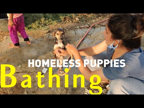 Bathing Indian homeless dogs 🐶 || Aashiyana by Aayushi