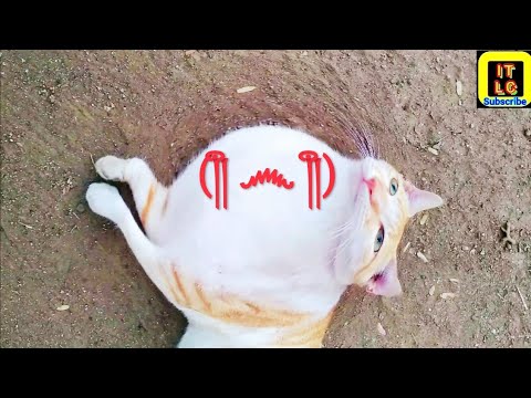 Bittu The Cat EP.2