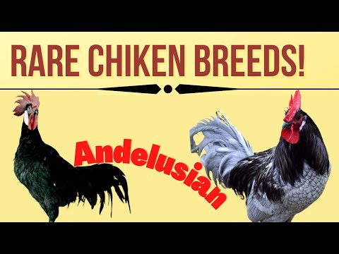 , title : 'Spanish Chicken Breeds, Andalusian chickens| Andaluza Azul| Gallina andaluza azul| Gà Andalusia'