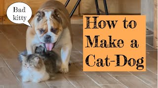 how to make a cat/dog