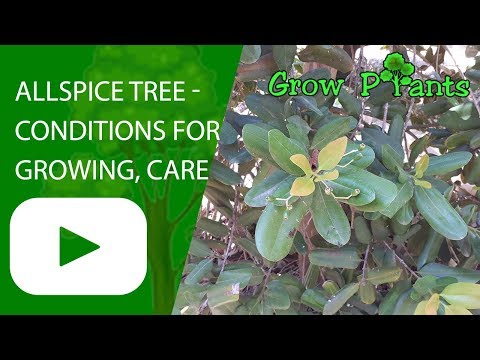 download lagu mp3 mp4 Allspice Tree For Sale, download lagu Allspice Tree For Sale gratis, unduh video klip Allspice Tree For Sale