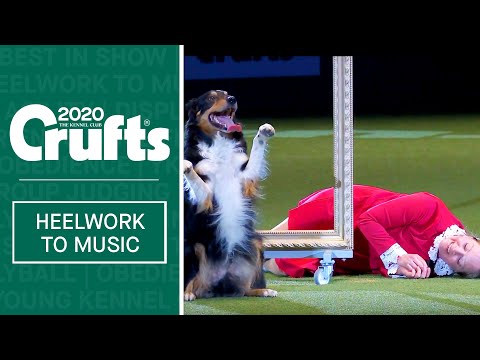 Heelwork To Music - Freestyle International Winner at Crufts 2020
