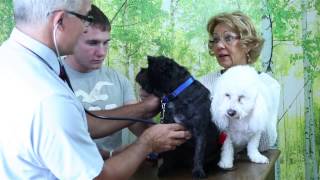 preview picture of video 'Animal Wellness Center - Short | Kokomo, IN'