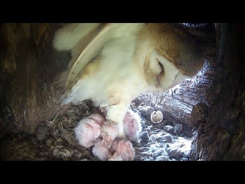 Barn Owl Gylfie's Second Brood | All Five Chicks Hatch | Gylfie & Finn | Robert E Fuller