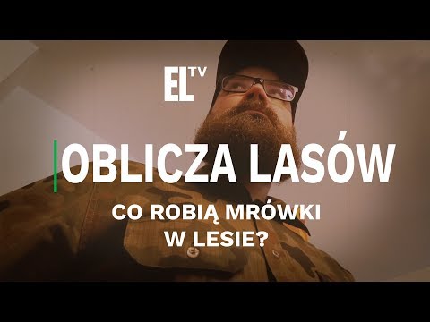 Ćwiczenia dla psychologicznego potencji Korsarze Wszyscy młot Thora, gdzie znaleźć