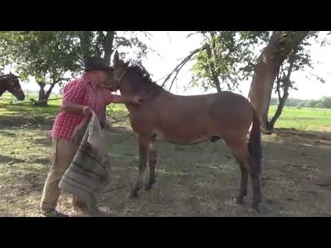 El Cachicamo   Jesus Daniel Quintero