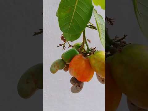 NOSSA QUERIDA SERRA DO MEL#meudiaadia #castanhadecaju