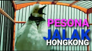 Download lagu Jalak Hongkong Gacor mp3