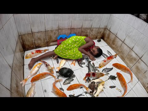 Mastering Aquarium Cleaning with Girl ❤️ 4K High Definition Fish Tank Video