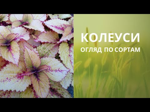 Колеус "Roaring Fire" у горщику 300 мл - фото 1 - id-p1464634020