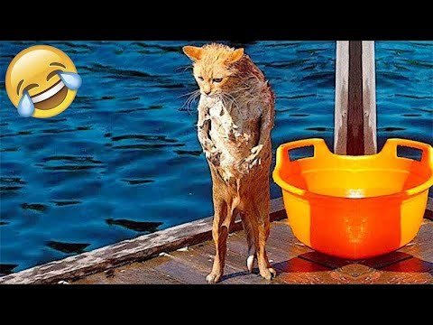 Essayer de ne pas rire meilleurs chiens et chats drôles partie 25