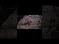 When Legendary Tigress Machli Kills 14 Foot Long Crocodile Location Ranthambore National Park