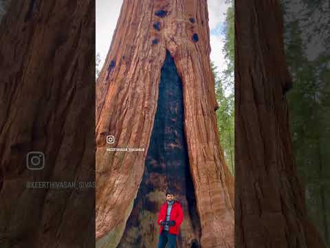 Largest living tree on the planet | The General Sherman Tree |Sequoia National Park| Life with Cheer