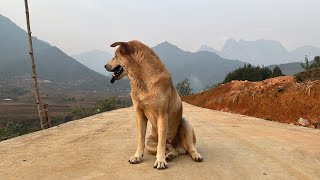 Yellow dog running