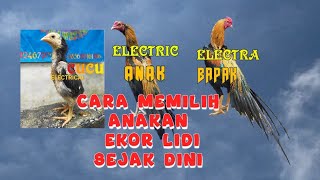 Download lagu Cara memilih Anak Ayam Ekor Lidi mp3