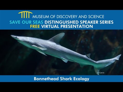 Save Our Seas Distinguished Speaker Series: Bonnethead Shark Ecology