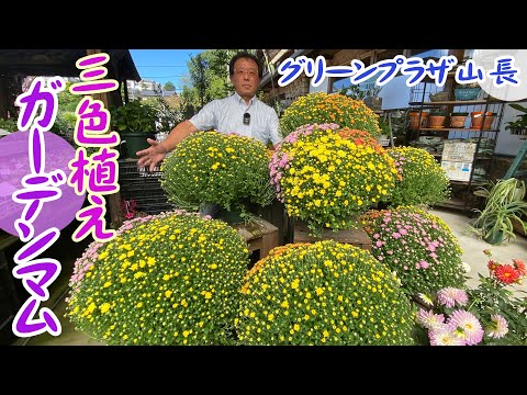 ブラックモウズイカ、モスウィード、ミティエブロス、Verbascum blattaria ホワイトフォーム