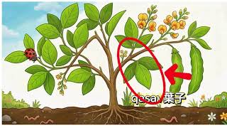親子共學教材-植物構造