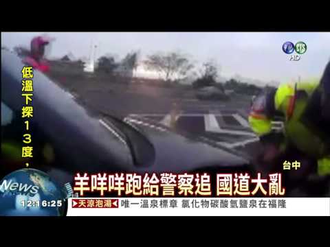 貨車爆胎 羊咩咩逃竄國道
