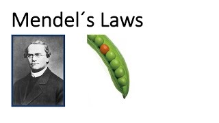 Mendel´s Laws - Inheritance