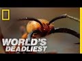 Army Ants Eat Everything World S Deadliest