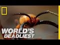 World's Deadliest - Army Ants Eat Everything 