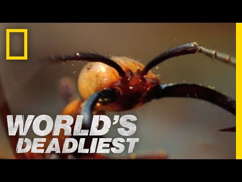 Army Ants Eat Everything | World's Deadliest