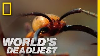 World's Deadliest - Army Ants Eat Everything